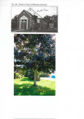 Memorial Maple Tree- Wallacetown W I