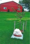 Memorial Tree Planted by Kingsmill-Mapleton WI