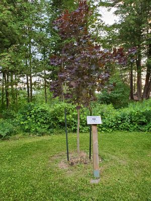 Memorial Tree at Barnet Park, Calabogie