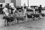 Exposition de chèvres à Verner c. 1988