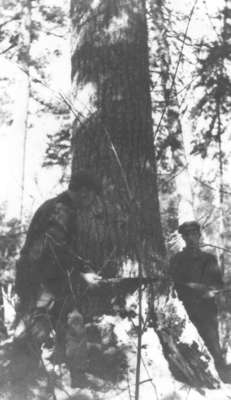 Abattage d'un gros pin blanc, Field, ON / Cutting of a tall white pine, Field, ON