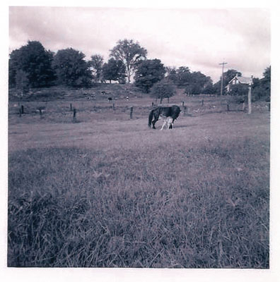 Gord Watkinson's Horses