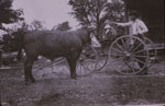 Ed Badger's Prize Bull