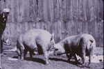 Ed Badger's Pigs