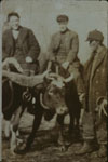 Oxen