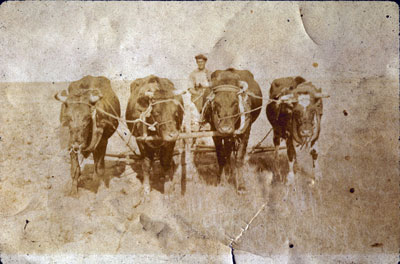 Four Oxen on a Farm