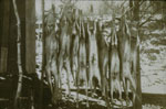 Rack of Nine Deer