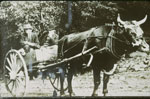 Harry McGown and His Oxen