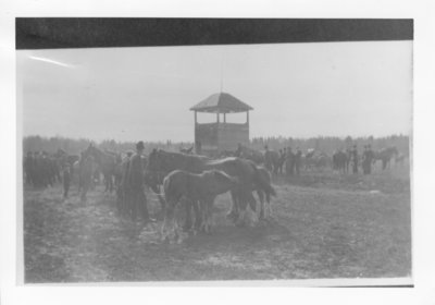 Horses at the Murillo Fair Grounds