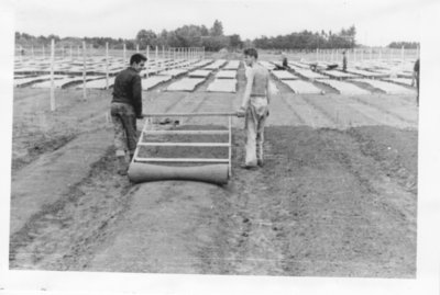 Tree Farm in Rosslyn