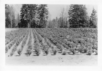 Tree Nursery, Camp 11