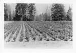 Tree Nursery, Camp 11