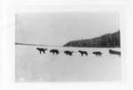 Dog sled team