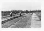 Tree planting, Great Lakes Paper Co.