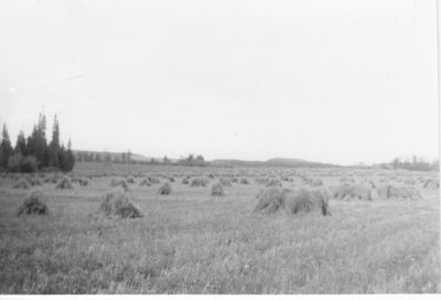 Grain field in Marks township