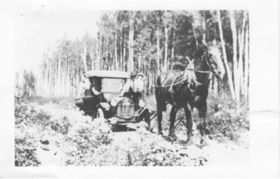 Horse Drawn Vehicle