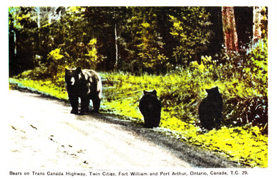 Bears on Trans Canada Highway