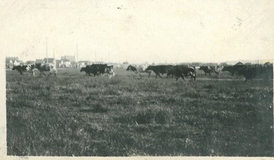 Cows in Field