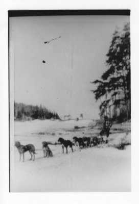 Dog Sledding