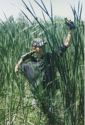 Jeff Matthews, pulling Purple Loosestrife