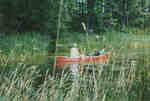 Barry Matthews with a canoe-full of Purple Loosestrife