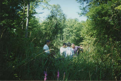 Pulling Purple Loosestrife in the swamp