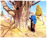 Frank Eagles measures tree at Flesherton Cemetery