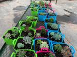 The Flowershed Succulents for Hillsview Active Living Centre Members