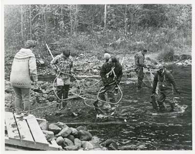 Men Netting Fish, Thessalon Township, Circa 1995