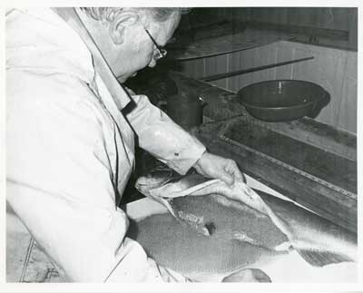 Man harvesting fish eggs, Thessalon Township, Circa 1995