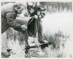 Two men stocking fish in water, Thessalon Township, Circa 1995