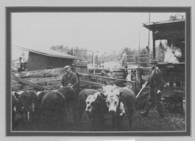 Cattle Sale - Fall 1965