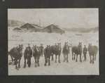 Group Of Horses At Eddie Bros Lumber Camp, Blind River, Circa 1920