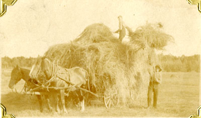 Bert Gardiner Haying, Circa 1905