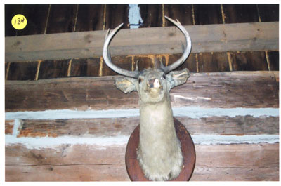 Mounted Deer Head