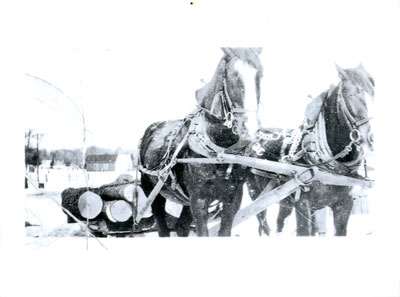 Logging with Bill Wilson's Horse Team