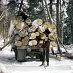 Loading logs on truck in winter near Huntsville, Ontario, 1950.
