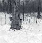 Joe Snyder's maple sugar bush, Bloomingdale, Ontario