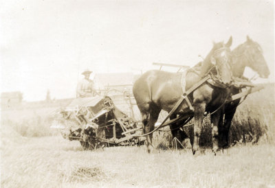 Coupe du grain