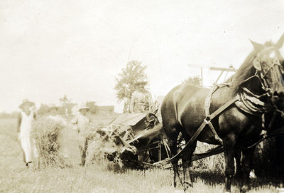 Coupe du grain