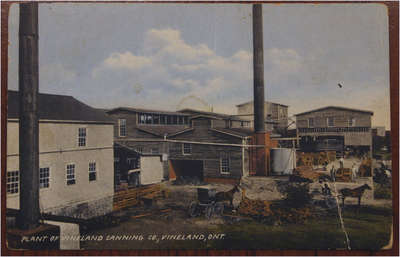 Canning Factory - Vineland