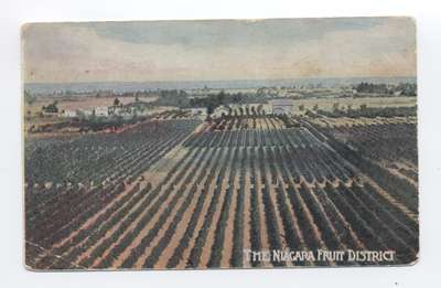 Niagara Fruit District Postcard