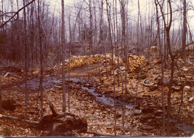 Woods near Hilton Falls, Nassagaweya, Ont.