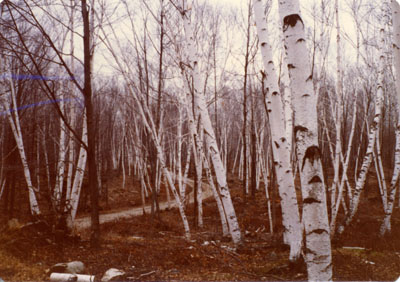 Woods at Hilton Falls, Milton