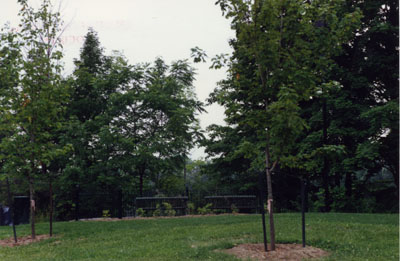 Newly planted grounds at 191 Margaret Street, Milton