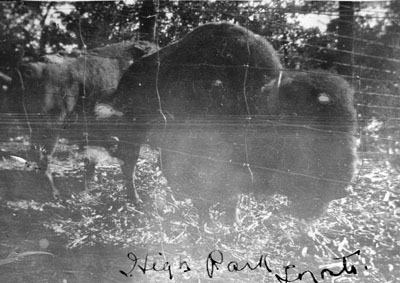 Buffalo at High Park, Toronto