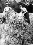 Nate MacLean and companion stacking sheaves of wheat