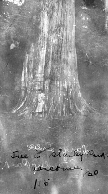 Tree in Stanley Park, Vancouver