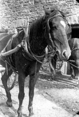 Horse pulling wagon