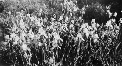 Bed of irises